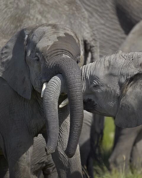 Two young African elephant (Loxodonta africana) playing, Serengeti National Park, Tanzania, East Africa, Africa