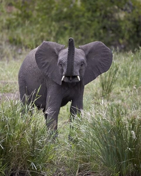 Young African Elephant (Loxodonta africana), Kruger National Park, South Africa, Africa