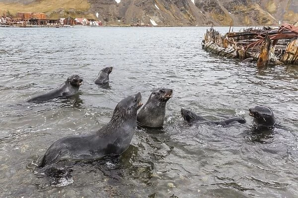 Young Antarctic fur seals (Arctocephalus gazella) mock fighting in Grytviken Harbor