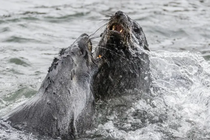 Framed Print : Young Antarctic fur seals (Arctocephalus gazella) mock fighting in Grytviken Harbor Framed Print : Young Antarctic fur seals (Arctocephalus gazella) mock fighting in Grytviken Harbor