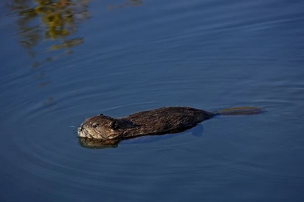 Young beaver (Castor canadensis) swimming, Denali National Park and Preserve