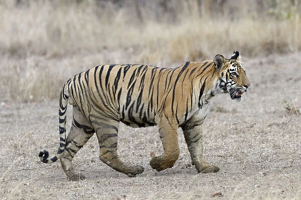Young Bengal tiger (Panthera tigris tigris) walking, Tadoba Andhari Tiger Reserve