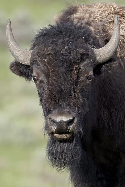 Young bison (Bison bison), Yellowstone National Park, Wyoming, United States of America, North America