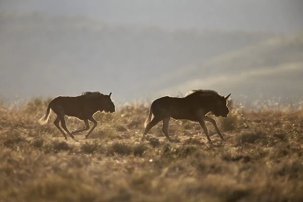 Two young black wildebeest (white-tailed gnu) (Connochaetes gnou) running, Mountain Zebra National Park, South Africa, Africa