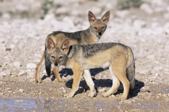 Framed Print : Young blackbacked jackals (Canis mesomelas) Framed Print : Young blackbacked jackals (Canis mesomelas)