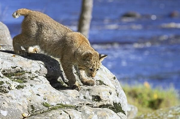 Young bobcat (Lynx rufus) in captivity