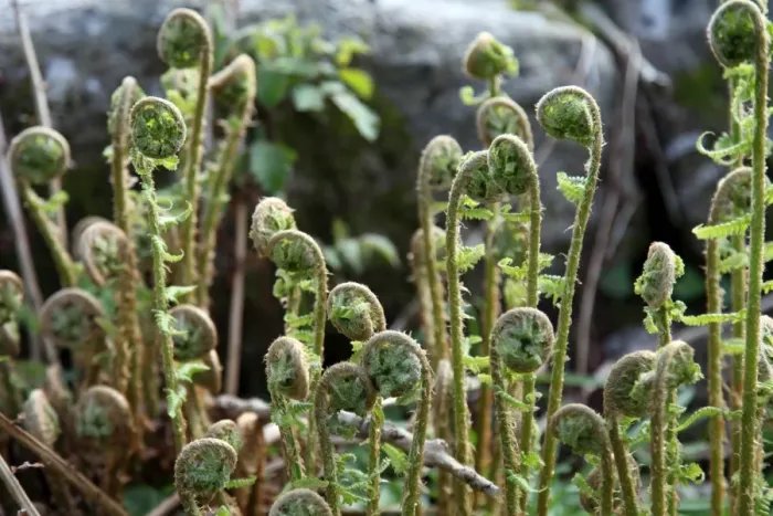 Framed Print : Young bracken shoots, Dartmoor National Park, Devon, England, United Kingdom, Europe Framed Print : Young bracken shoots, Dartmoor National Park, Devon, England, United Kingdom, Europe