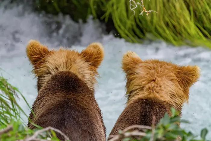 Framed Print : Young brown bear (Ursus arctos) cubs watching mom hunt for salmon in the Brooks River, Katmai National Park, Alaska, United States of America