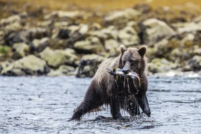 Framed Print : Young brown bear (Ursus arctos) fishing for pink salmon at low tide in Pavlof Harbour, Chichagof Island, Southeast Alaska, United States of America, North America Framed Print : Young brown bear (Ursus arctos) fishing for pink salmon at low tide in Pavlof Harbour, Chichagof Island, Southeast Alaska, United States of America, North America