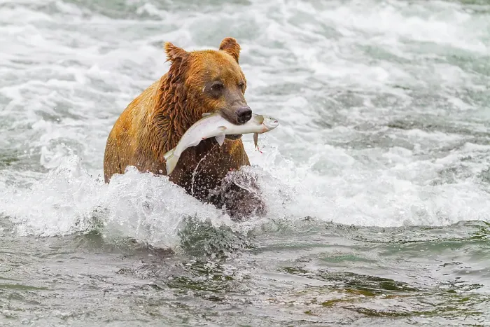 Framed Print : Young brown bear (Ursus arctos) foraging for salmon at the Brooks River, Katmai National Park, Alaska, United States of America Framed Print : Young brown bear (Ursus arctos) foraging for salmon at the Brooks River, Katmai National Park, Alaska, United States of America