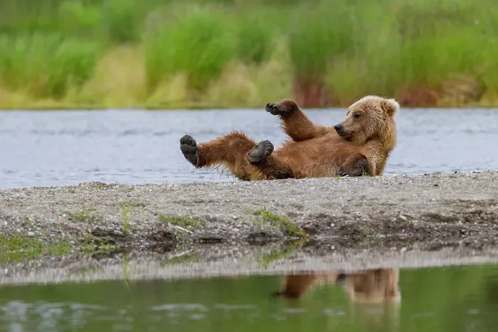 Framed Print : Young brown bear (Ursus arctos) scratching its back on the gravel at the Brooks River, Katmai National Park, Alaska, United States of America Framed Print : Young brown bear (Ursus arctos) scratching its back on the gravel at the Brooks River, Katmai National Park, Alaska, United States of America