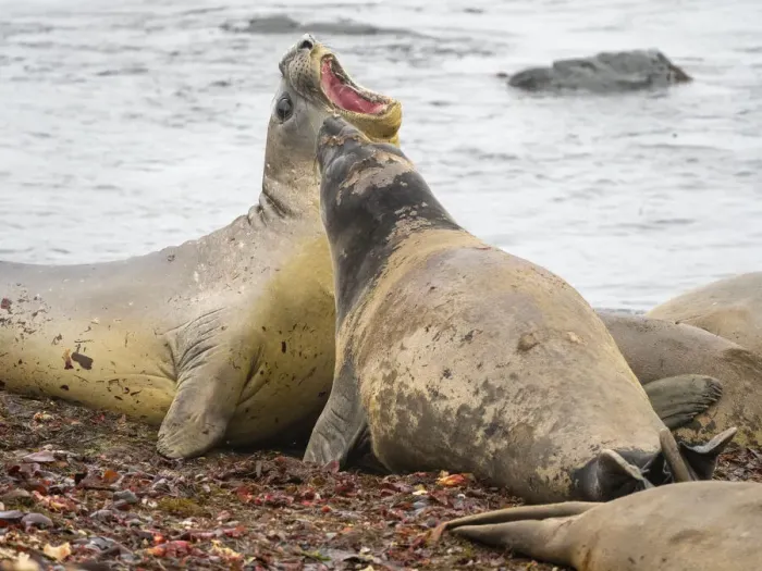 Framed Print : Two young bull southern elephant seals (Mirounga leonina), fighting on the beach on Snow Island, Antarctica, Polar Regions Framed Print : Two young bull southern elephant seals (Mirounga leonina), fighting on the beach on Snow Island, Antarctica, Polar Regions