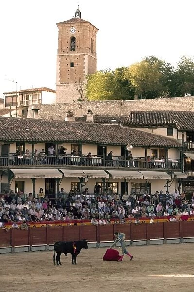 Young bulls (novillos) in the main square of the village used as the Plaza de Toros