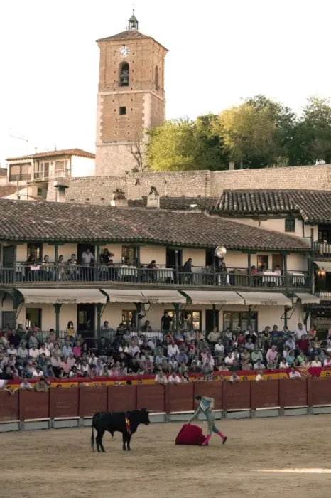 Framed Print : Young bulls (novillos) in the main square of the village used as the Plaza de Toros Framed Print : Young bulls (novillos) in the main square of the village used as the Plaza de Toros