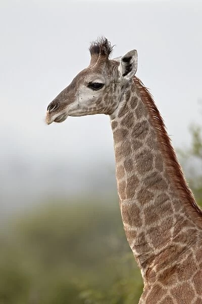 Young Cape giraffe (Giraffa camelopardalis giraffa), Kruger National Park
