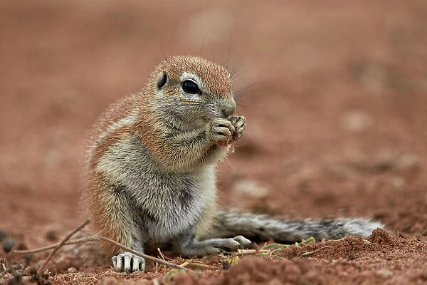 Young Cape ground squirrel (Xerus inauris) eating, Kgalagadi Transfrontier Park encompassing
