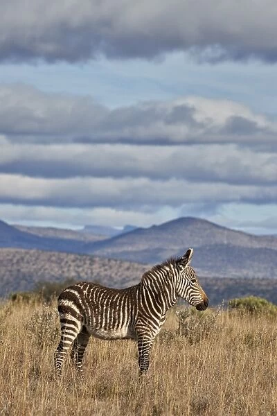 Young Cape mountain zebra (Equus zebra zebra), Mountain Zebra National Park, South Africa