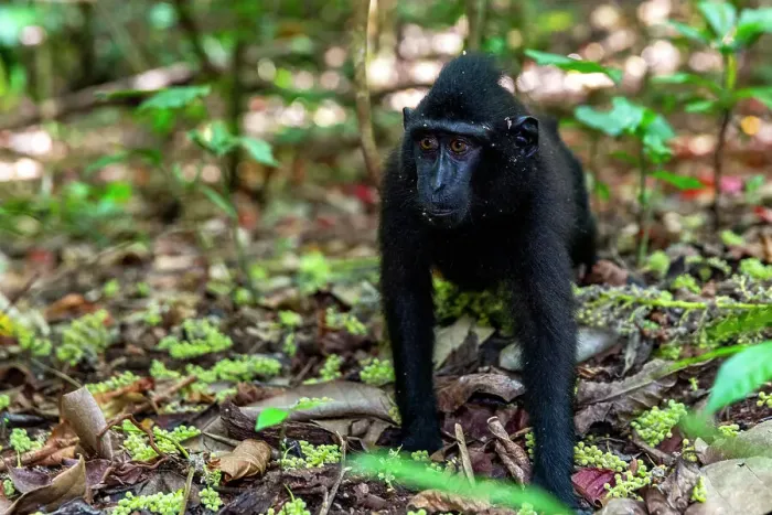 Framed Print : Young Celebes crested macaque (Macaca nigra), foraging in Tangkoko Batuangus Nature Reserve, Sulawesi, Indonesia, Southeast Asia, Asia Framed Print : Young Celebes crested macaque (Macaca nigra), foraging in Tangkoko Batuangus Nature Reserve, Sulawesi, Indonesia, Southeast Asia, Asia