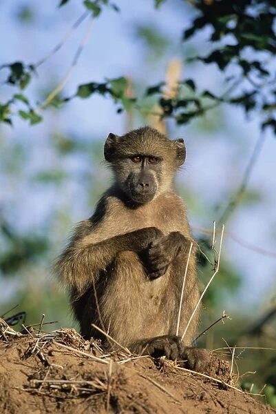 Young Chacma baboon