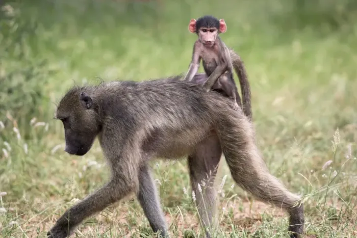 Framed Print : Young chacma baboon