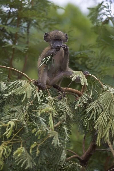 Young chacma baboon (Papio cynocephalus ursinus) playing in tree