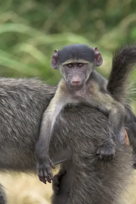 Framed Print : Young chacma baboon (Papio cynocephalus ursinus)