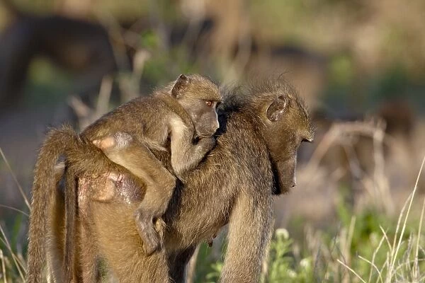 Young Chacma Baboon (Papio ursinus) riding its mothers back, Kruger National Park