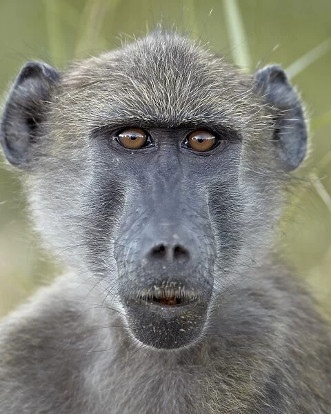 Young Chacma baboon (Papio ursinus), Kruger National Park, South Africa, Africa