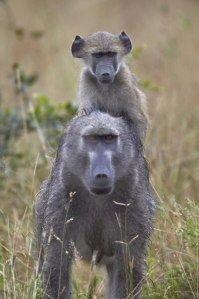 Young Chacma Baboon (Papio ursinus) riding on its mothers back, Kruger National Park, South Africa, Africa