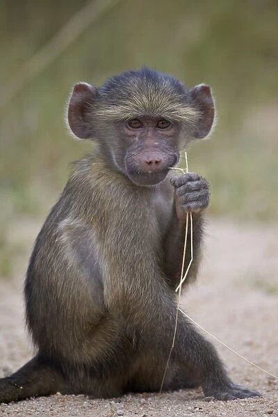 Young Chacma Baboon (Papio ursinus), Kruger National Park, South Africa, Africa