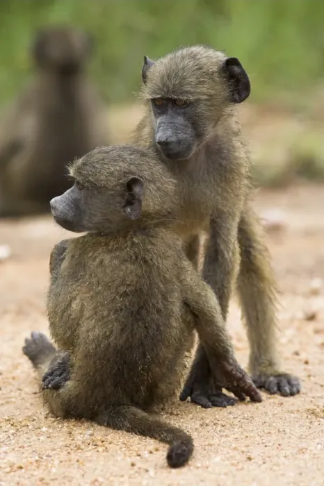 Framed Print : Young chacma baboons (Papio cynocephalus ursinus) playing Framed Print : Young chacma baboons (Papio cynocephalus ursinus) playing