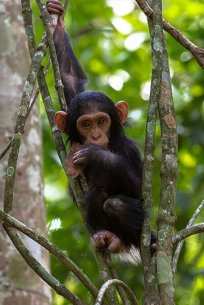 Young chimpanzee hanging in the branches playing, Budongo Forest, Uganda, East Africa, Africa