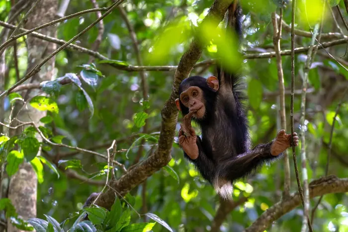 Framed Print : Young chimpanzee hanging in the branches playing, Budongo Forest, Uganda, East Africa, Africa Framed Print : Young chimpanzee hanging in the branches playing, Budongo Forest, Uganda, East Africa, Africa