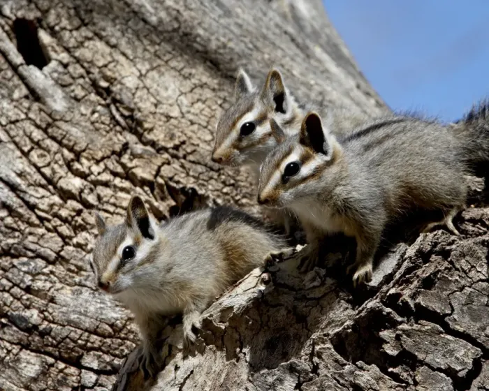 Framed Print : Three young cliff chipmunk (Eutamias dorsalis), Chiricahuas, Coronado National Forest Framed Print : Three young cliff chipmunk (Eutamias dorsalis), Chiricahuas, Coronado National Forest
