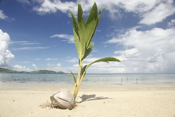 Young coconut palm tree establishing itself on an island, Fiji, Pacific