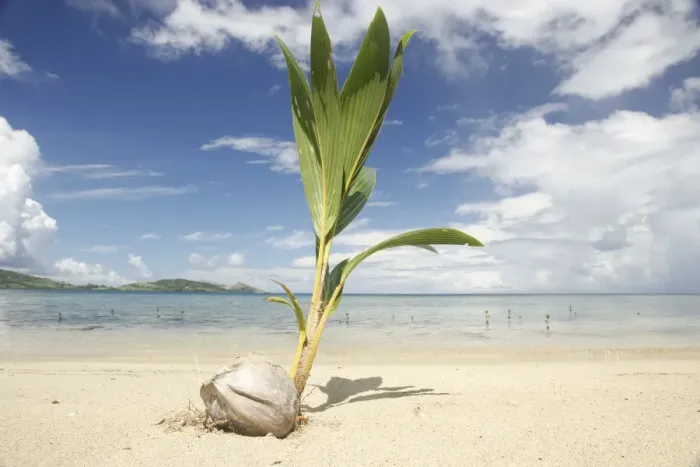 Framed Print : Young coconut palm tree establishing itself on an island, Fiji, Pacific Framed Print : Young coconut palm tree establishing itself on an island, Fiji, Pacific
