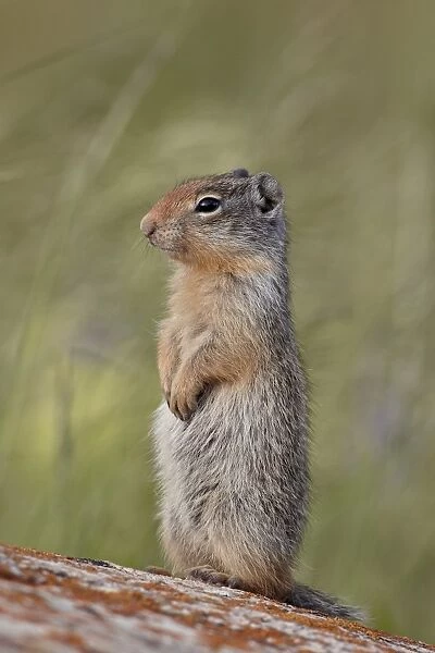 Young Columbian ground squirrel (Citellus columbianus), Waterton Lakes National Park, Alberta, Canada, North America