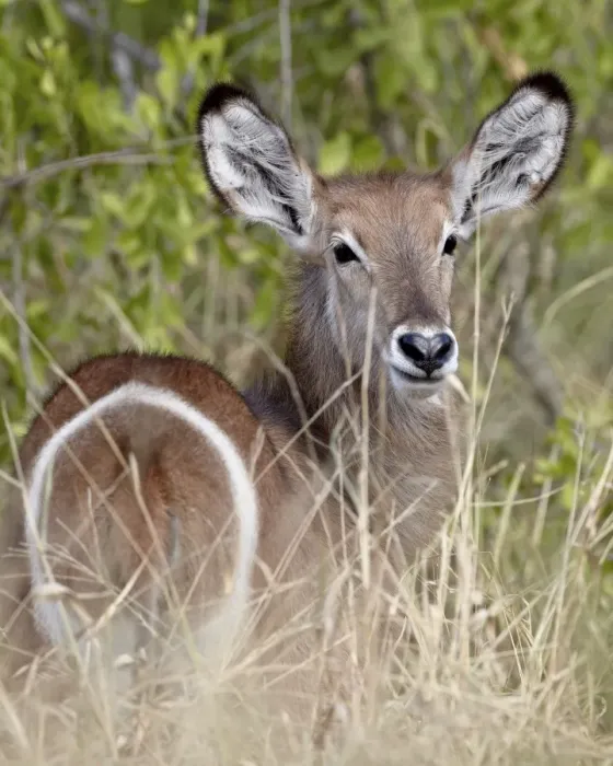 Framed Print : Young common waterbuck (Ellipsen waterbuck) (Kobus ellipsiprymnus ellipsiprymnus) Framed Print : Young common waterbuck (Ellipsen waterbuck) (Kobus ellipsiprymnus ellipsiprymnus)
