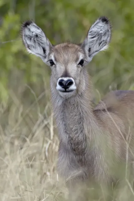 Framed Print : Young common waterbuck (Ellipsen waterbuck) (Kobus ellipsiprymnus ellipsiprymnus) Framed Print : Young common waterbuck (Ellipsen waterbuck) (Kobus ellipsiprymnus ellipsiprymnus)