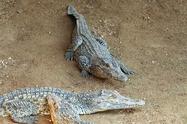 Young crocodiles in the Crocodile Breeding Centre, Laguna del Tesoro (Treasure Lagoon)