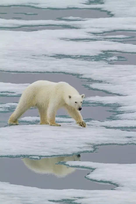 Framed Print : Young curious female polar bear (Ursus maritimus), on fast ice near Hinlopen Strait in the Svalbard Archipelago, Norway Framed Print : Young curious female polar bear (Ursus maritimus), on fast ice near Hinlopen Strait in the Svalbard Archipelago, Norway