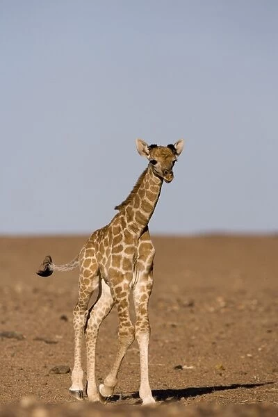 Young desert giraffe (Giraffa camelopardalis capensis)