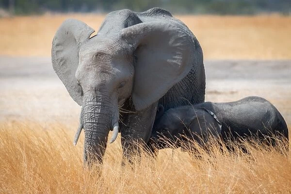 Young elephant calf and its mother in Hwange National Park, Zimbabwe, Africa