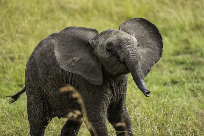 Framed Print : A young Elephant (Loxodonta africana), Amboseli National Park, Kenya, East Africa, Africa Framed Print : A young Elephant (Loxodonta africana), Amboseli National Park, Kenya, East Africa, Africa