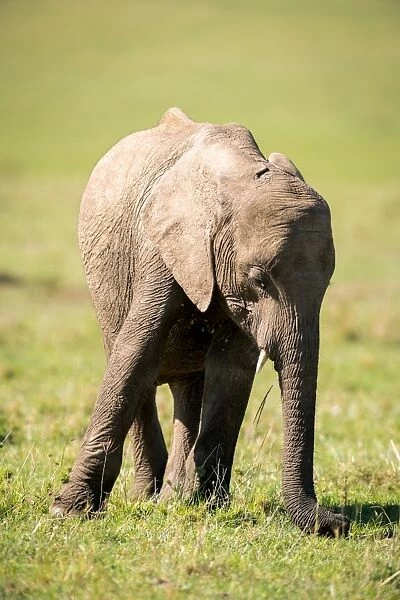 Young elephant, Masai Mara, Kenya, East Africa, Africa