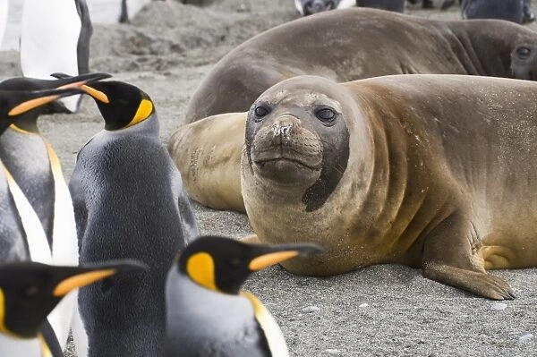 Young elephant seals and king penguins, St. Andrews Bay, South Georgia, South Atlantic