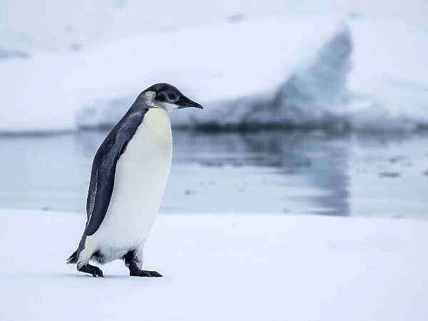 A young emperor penguin (Aptenodytes forsteri) hauled out on the ice near Snow Hill Island, Weddell Sea, Antarctica, Polar Regions