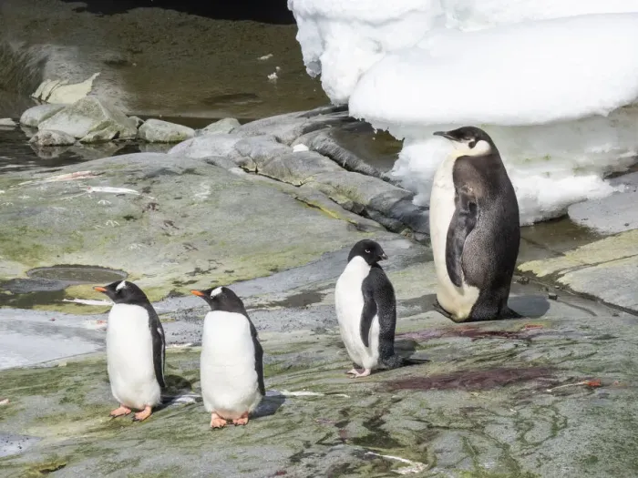 Framed Print : A young emperor penguin (Aptenodytes forsteri), near Adelie and gentoo penguins on Pleneau Island, Antarctica, Polar Regions Framed Print : A young emperor penguin (Aptenodytes forsteri), near Adelie and gentoo penguins on Pleneau Island, Antarctica, Polar Regions