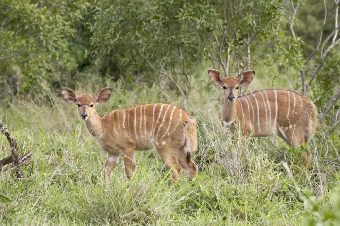 Framed Print : Two young female nyala (Tragelaphus angasii) Framed Print : Two young female nyala (Tragelaphus angasii)