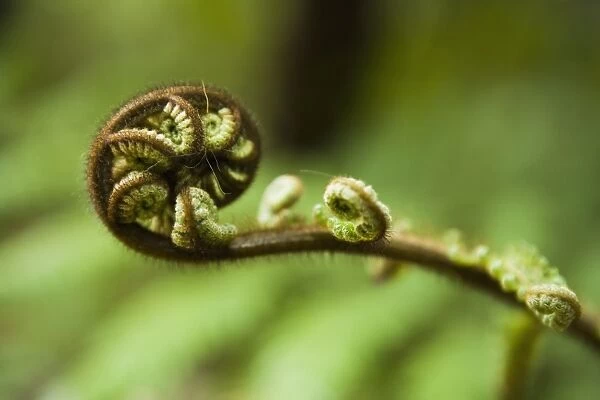 Young frond of fern unfurling, Mount Bruce National Wildlife Centre, Wairarapa